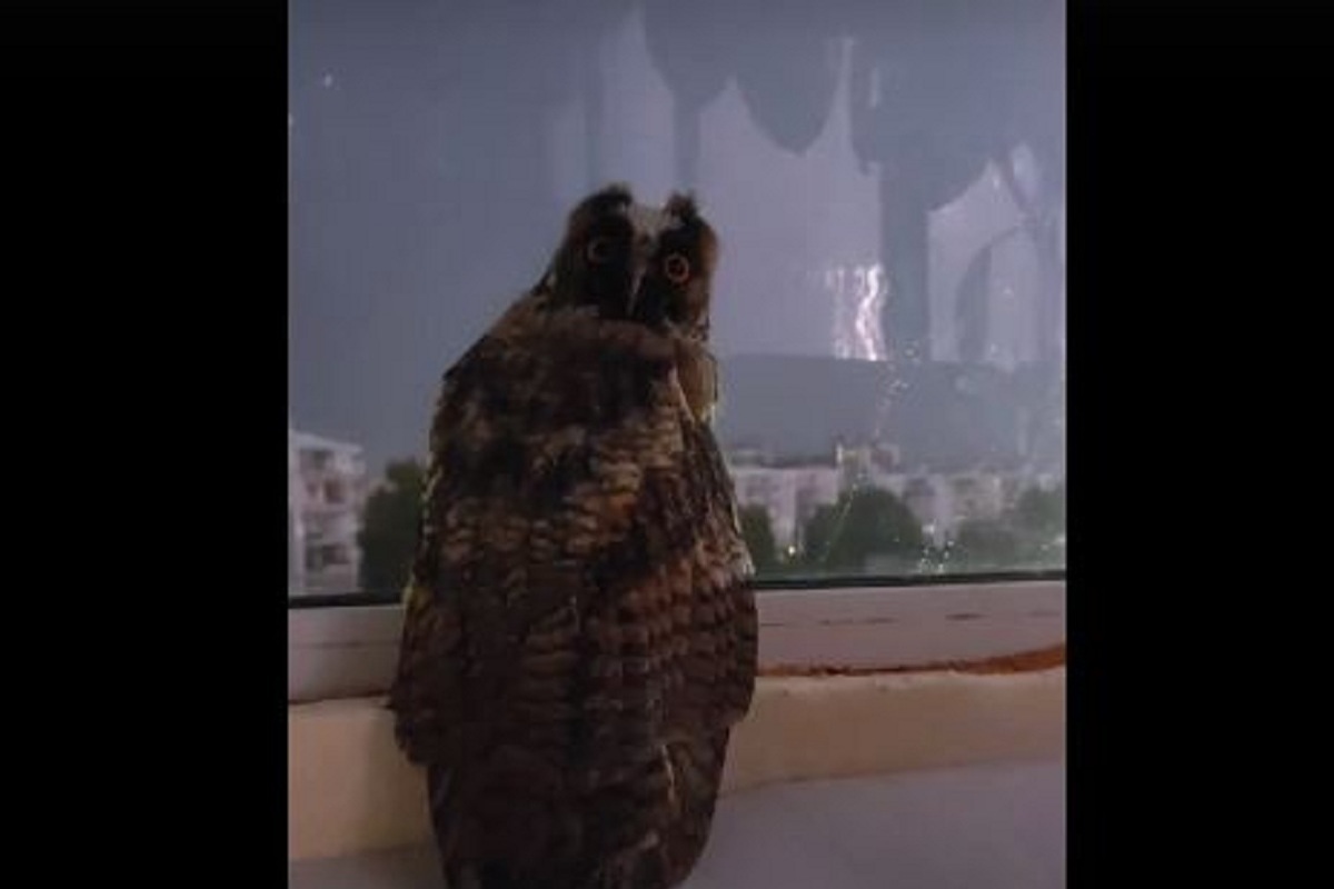 ночные стражи птицы. сова на фоне луны. сова гроза песня. страшная сова. сова гроза песня.