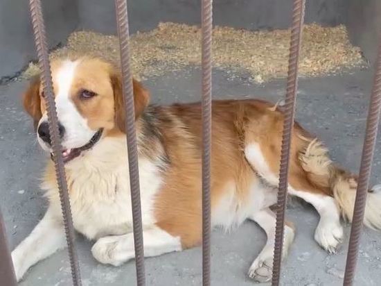 В Грозном новый «Хатико» приютит 500 собак