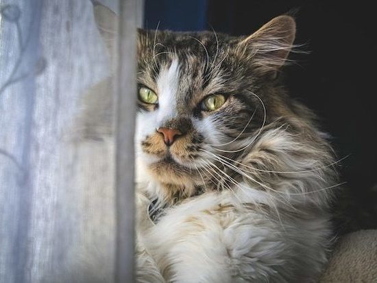 Кошка застряла в окне между стеклами в Новосибирске