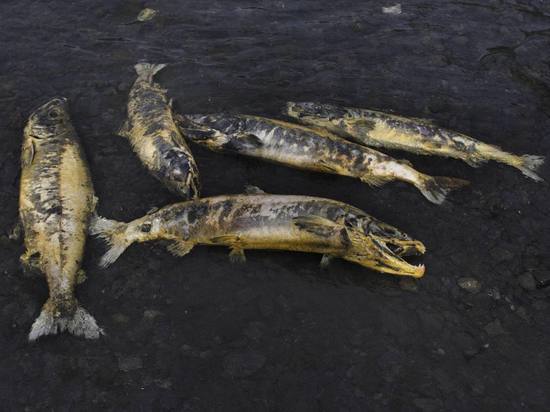 На Чукотке браконьеры выловили кету на 8 млн рублей