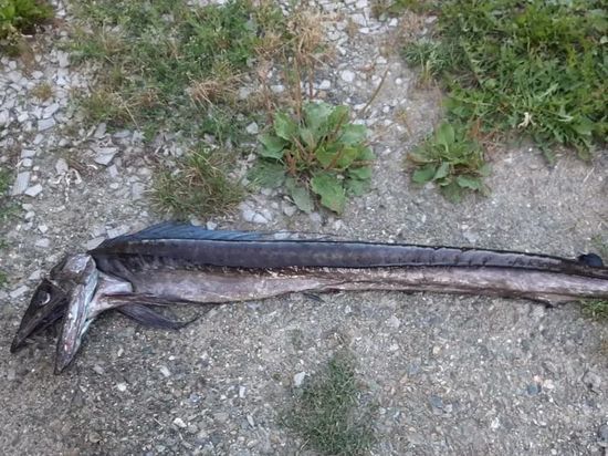 Рыбаки поймали глубоководного зубастого монстра на Сахалине