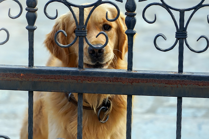 Кинологи призвали не оставлять собак на даче