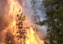 Помимо Рязанской области, лесные пожары начались и в Ростовской области на землях лесного фонда в Верхнедонском районе