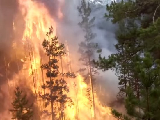 Крупный лесной пожар разгорелся в Ростовской области
