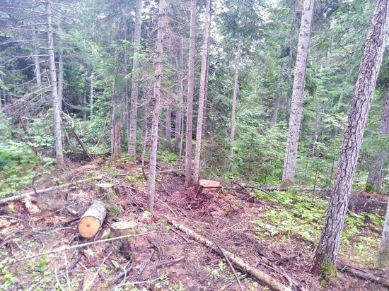 Житель Хабаровского края незаконно срубил и похитил 16 лиственниц