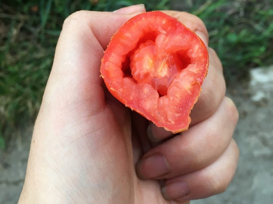 Мистический зверь уничтожает помидоры у жительницы Новосибирска