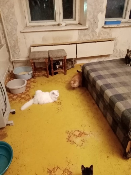 В Переславле-Залесском ищут хозяев 20-ти кошкам