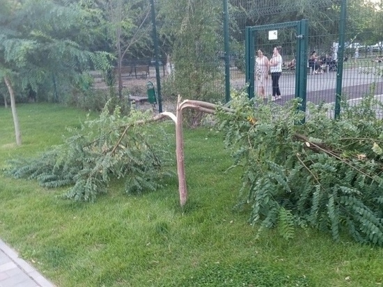 В Астрахани вандалы сломали молодое дерево акации