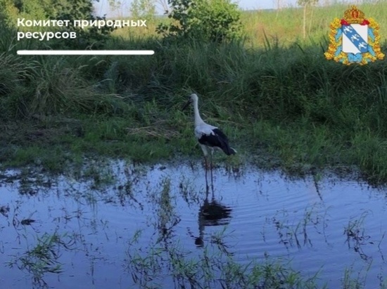 В Курской области выпустили спасенного в СНТ «Волна» аиста в естественную среду обитания