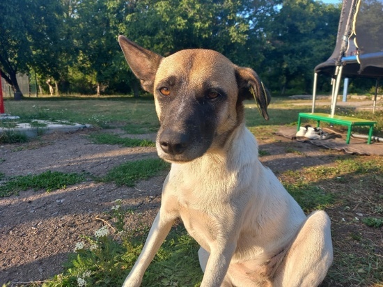 В Донецке ищут водителя, намеренно убившего собаку