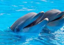 Новое исследование показало, что дельфины-самцы формируют десятилетние социальные связи и сотрудничают между собой