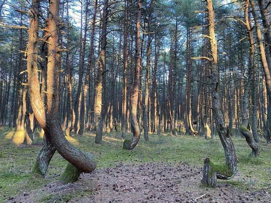 Танцующий лес на Куршской косе закроют для проезда на месяц