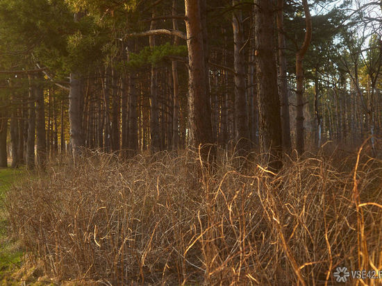 Начальник лесничества организовал преступную группу для незаконной заготовки леса в Кузбассе