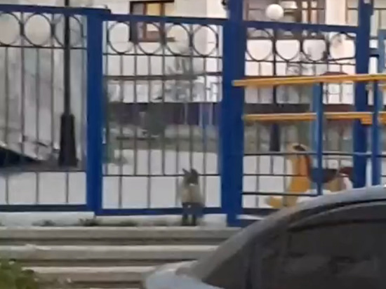 В Салехарде выловят разгуливающую по городу лису
