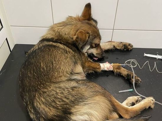 Под Рязанью двое молодых людей жестоко избили кормящую собаку
