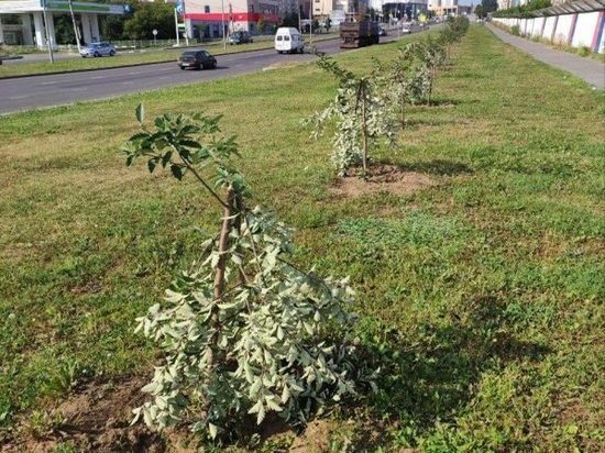 В Курске ищут вандалов, сломавших 8 молодых рябин на проспекте Клыкова
