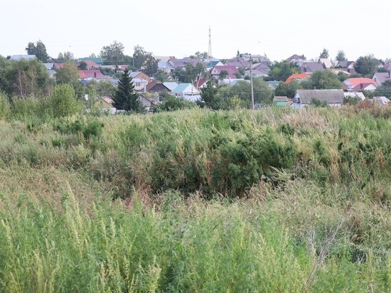 На землях сельскохозяйственного назначения в Притамбовье нашли очаг дикорастущей конопли