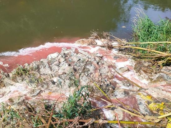 Названа предварительная причина массовой гибели рыбы в реке Красносельской на Сахалине