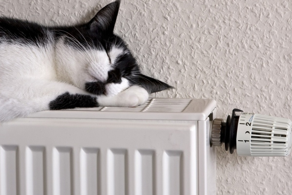 Отключение отопления в доме. Отопление. Батарея тепло. Батареи отопления. Кот на батарее.