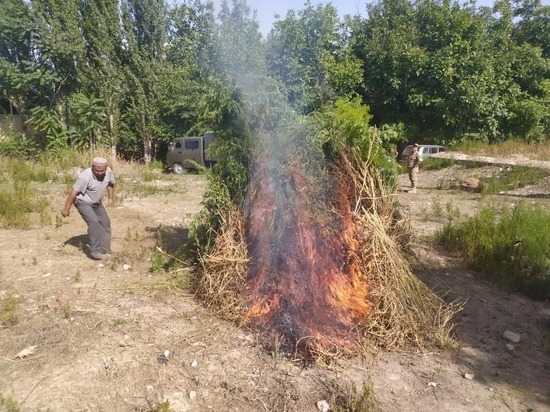 В Кыргызстане пограничники уничтожили более 2600 кг конопли