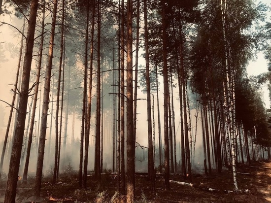 В Марий Эл завершена борьба с лесным пожаром