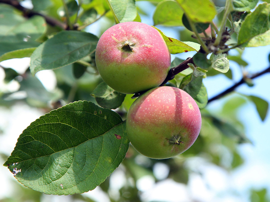 Садовод Туманов развеял мифы о яблонях