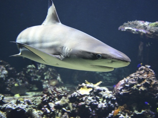 Ловись, рыбка: метровая акула клюнула в Кандалакшском заливе