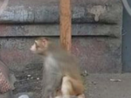 Агрессивная магнитогорская обезьяна поймана и находится в полиции