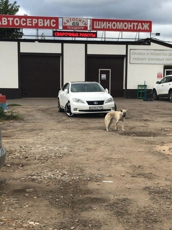 На Волоколамском шоссе в Твери сбили щенка и оставили его истекать кровью