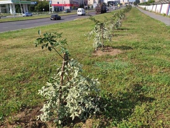 В Курске на Клыкова пытаются спасти восемь сломанных вандалами рябин