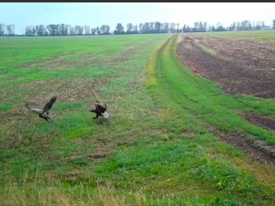 В Железногорском районе Курской области обнаружены два краснокнижных орлана-белохвоста