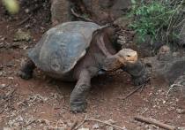 Генеральная прокуратура Эквадора начала расследование гибели четырех гигантских черепах на Галапагосском архипелаге на фоне обвинений в том, что исчезающие животные были убиты браконьерами из-за их мяса