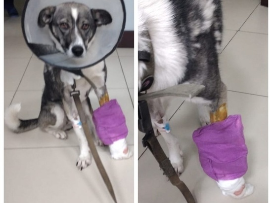 Ветеринары Томска прооперировали выжившую после наезда машины собаку