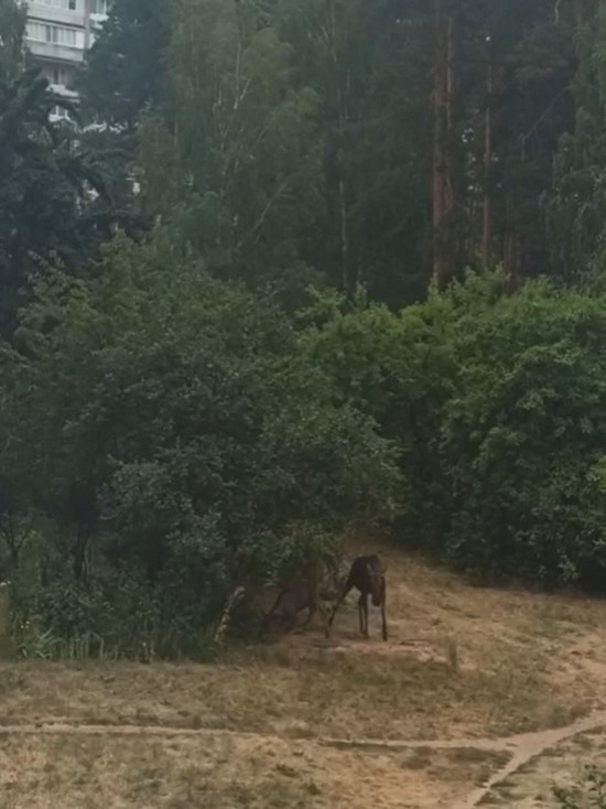 В Пензенской области очевидец заснял прогулку лосей по зареченскому лесу