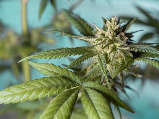 Пенсионеру из Харцызска грозит тюремный срок за выращивание конопли