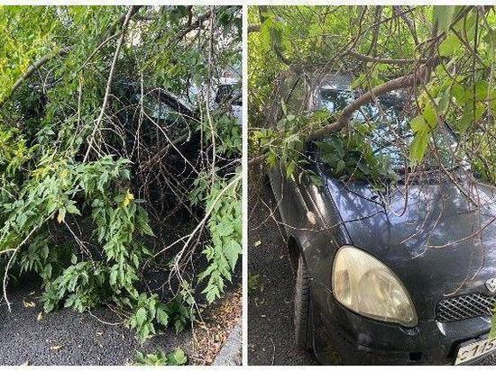 Дерево раздавило припаркованный автомобиль в Новосибирске