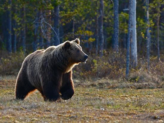 Косолапый медведь вышел на трассу и преследовал мужчину возле поселка Таежный в Красноярском крае