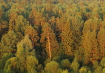С 3 по 9 сентября в большинстве районов Республики Марий Эл сохранится чрезвычайная пожароопасность лесов.