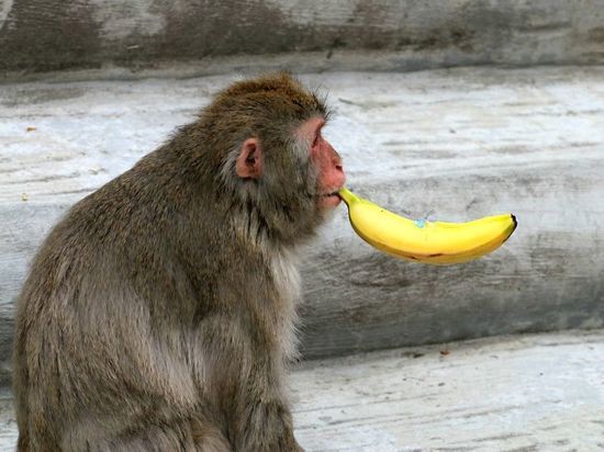American Thinker назвал 3 бесспорных свидетельства превращения США в банановую республику