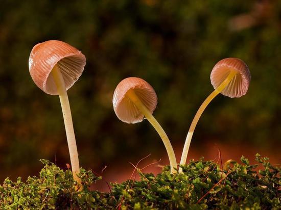 Сильные дожди породили подводные грибы в лесах Ленобласти