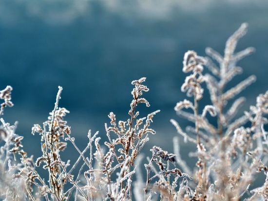 МЧС предупредило о заморозках в Ленобласти