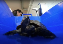Черепаха из Музея естественной истории в Женеве отпраздновала свое двадцатипятилетие