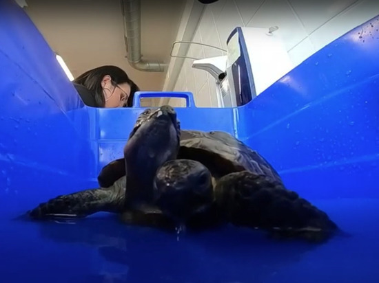 Самая старая в мире двухголовая черепаха отметила 25-летие