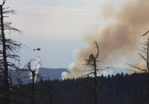 Десять человек пострадали в Костанайской области Казахстана в результате лесных пожаров
