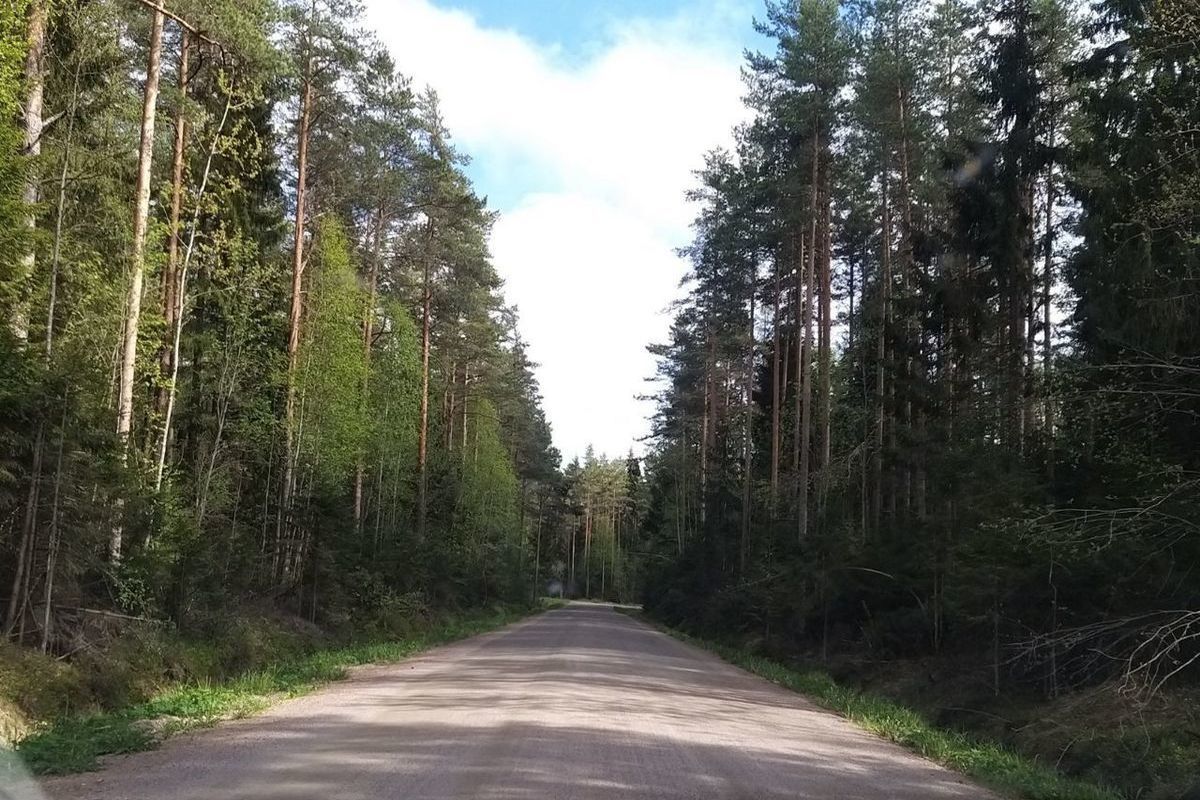 В лесу около деревни Борисова Грива женщина наткнулась на человеческие  кости - МК Ленинградская область