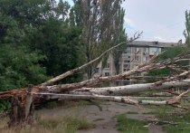 От порыва ветра в центре Донецка упало дерево