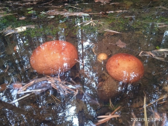В лесу Всеволожского района нашли растущие под водой грибы