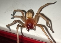 Жители Куйышевского района Жонецка обнаружили у себя в квартире опасного паука