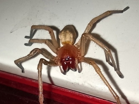 Житель Донецка обнаружил в своем доме ядовитого паука