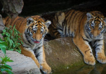 Подписано соглашение между Россией и Казахстаном о реинтродукции тигра на территорию среднеазиатской республики